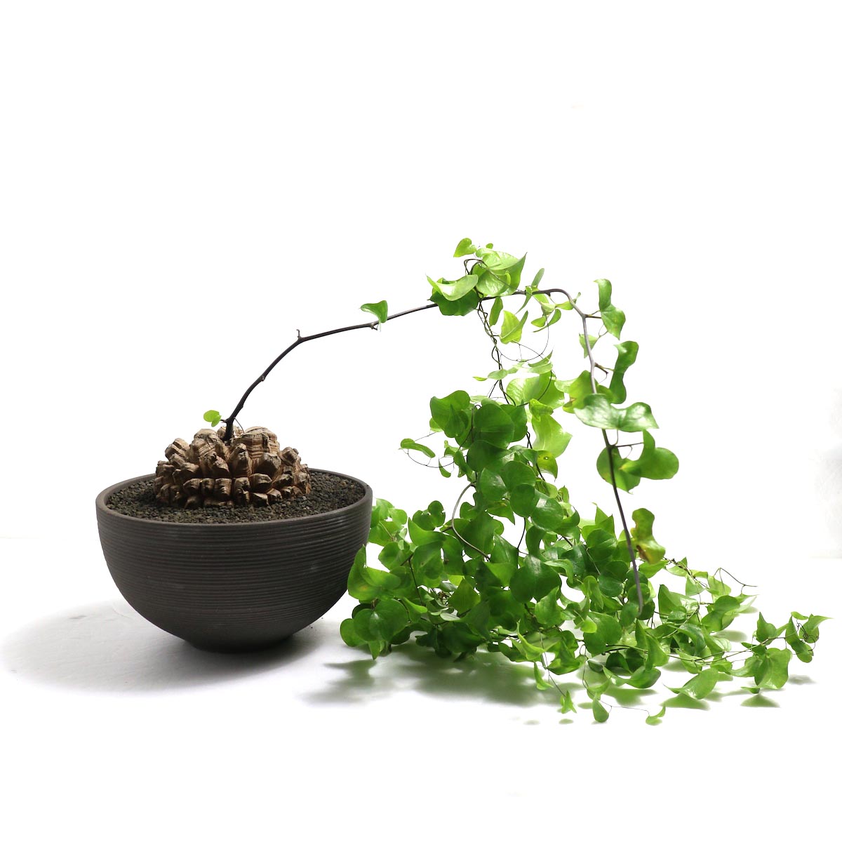 Dioscorea elephantipes (亀甲竜) × Conect "Hemisphere mk2" 【Botanize】