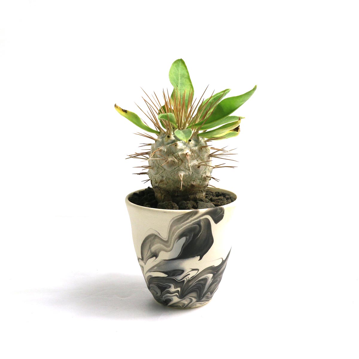 Pachypodium Namaquanum (光堂) × Konect "oboro"【Botanize】