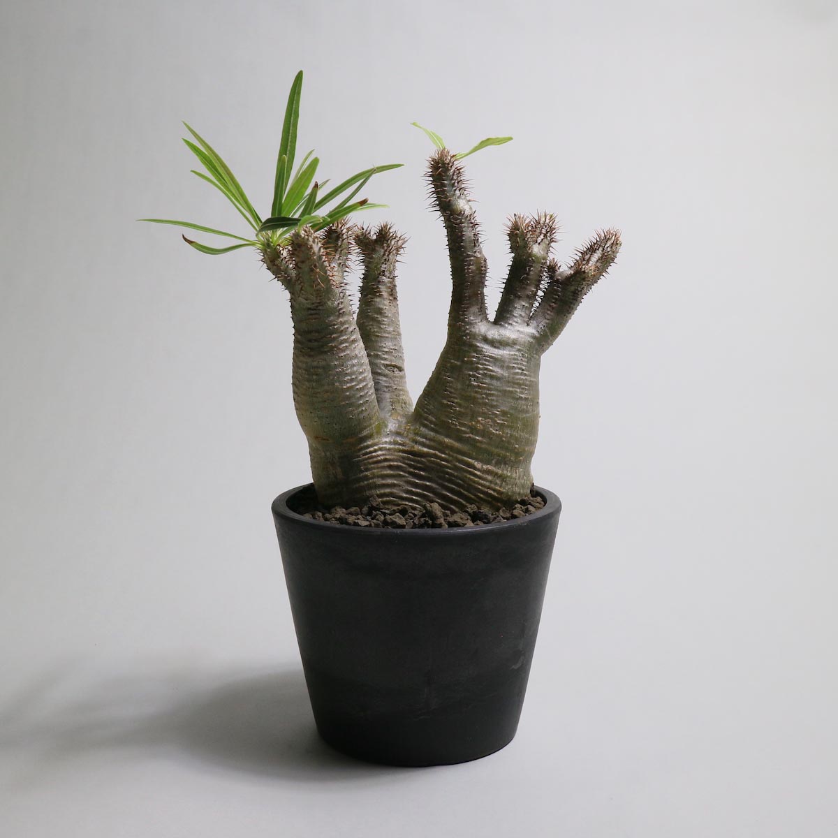 Pachypodium rosulatum var. gracilius 分頭【Botanize】