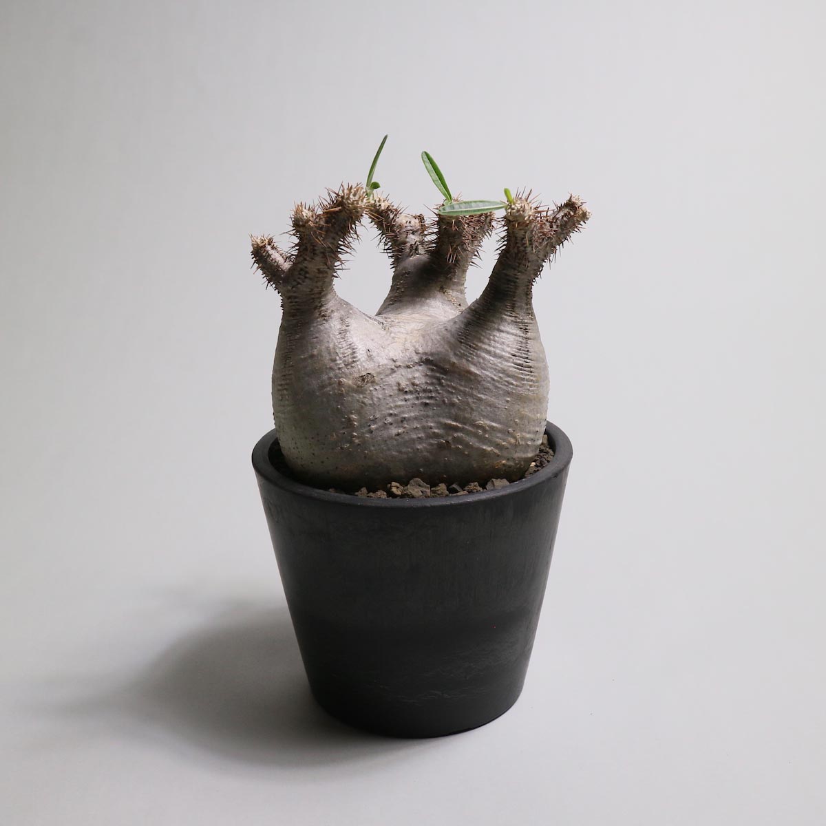 Pachypodium rosulatum var. gracilius 分頭【Botanize】