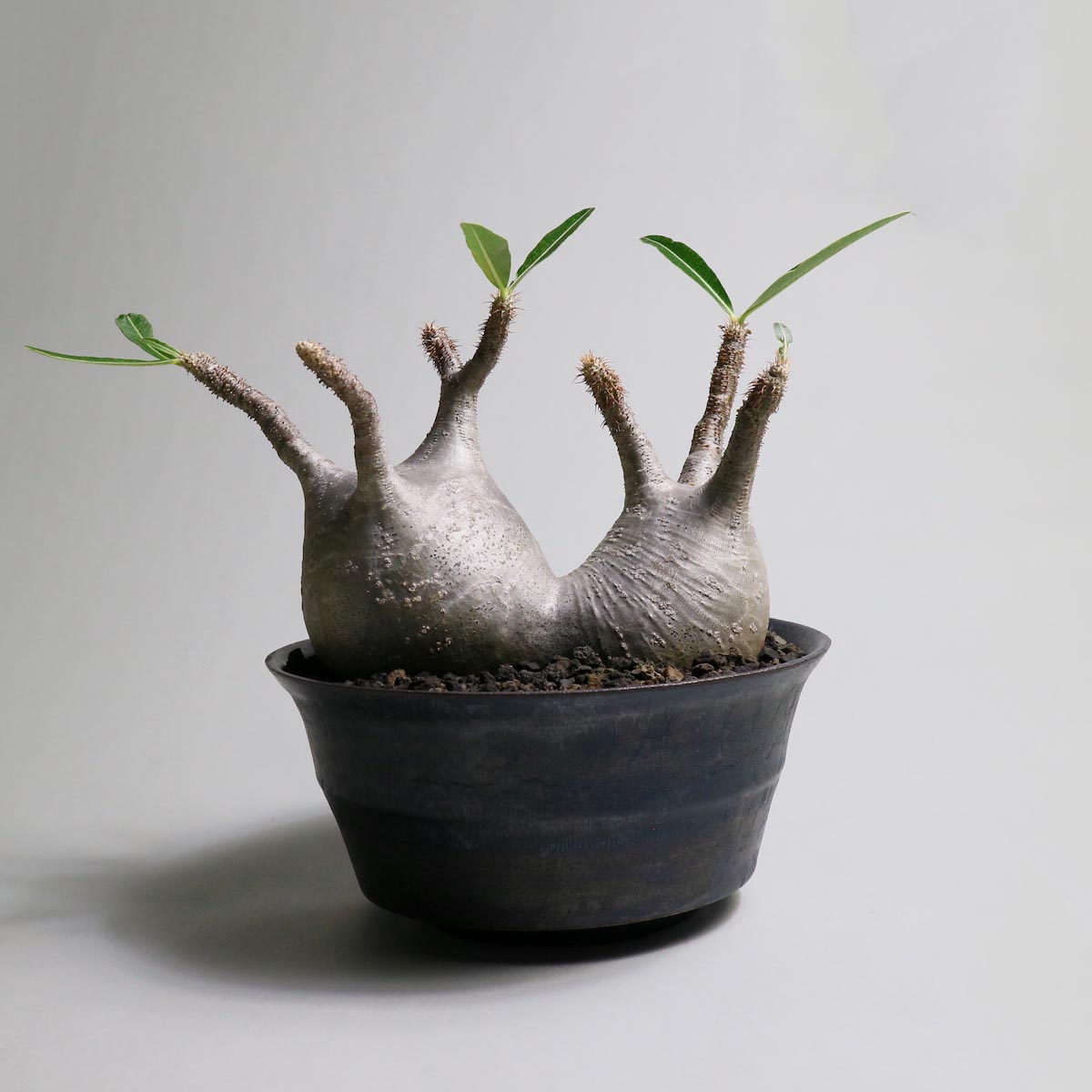 Pachypodium rosulatum var. gracilius 2頭 × invisible ink【Botanize】