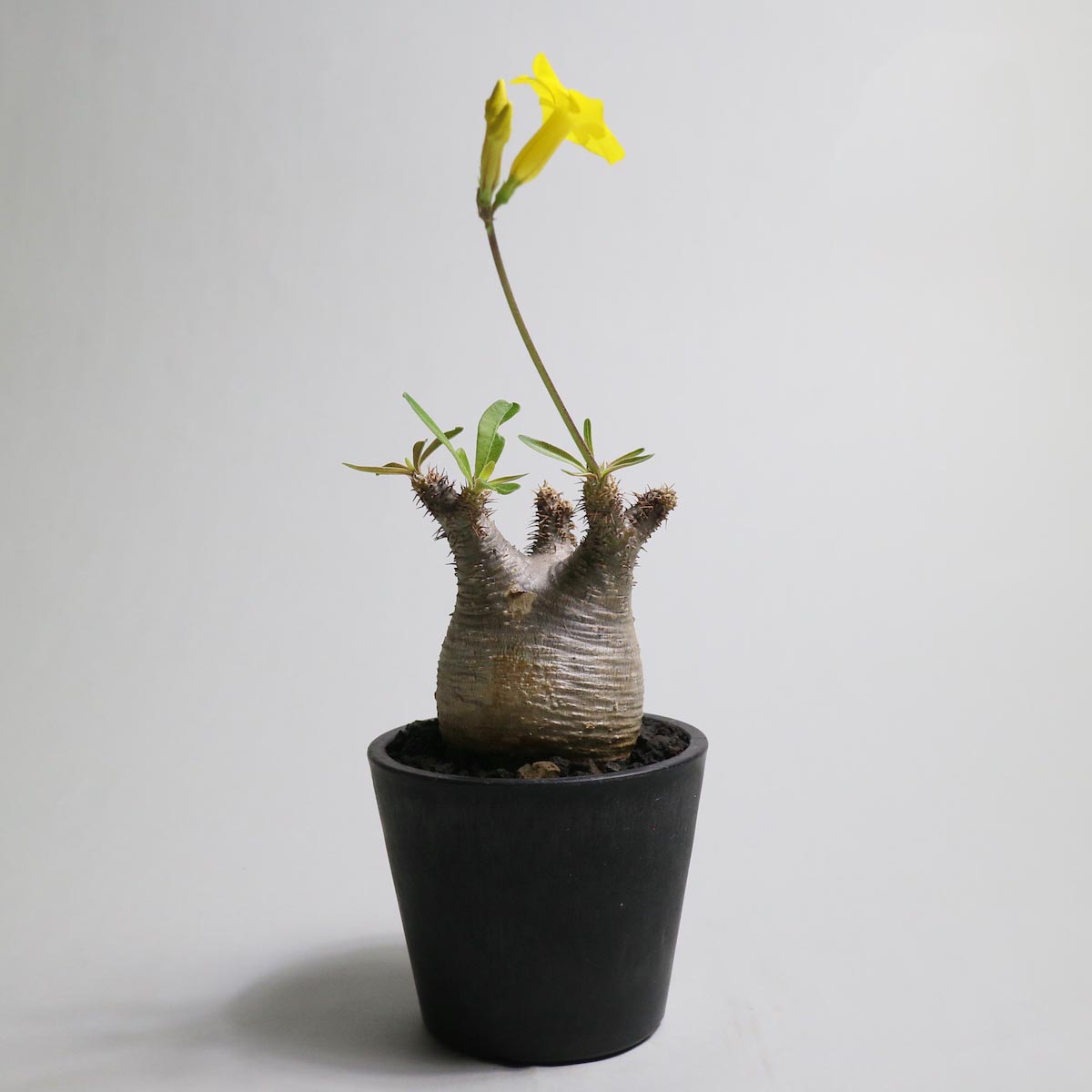 Pachypodium rosulatum var. gracilius【Botanize】